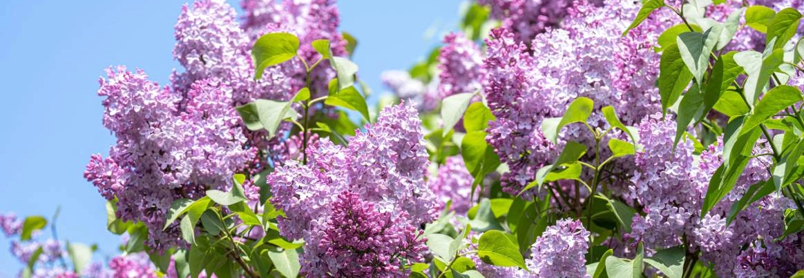 Ein lila blühender Fliederbusch vor blauem Himmel.